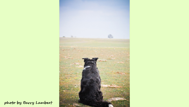 Dog watching sheep