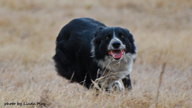 Dog happy to work