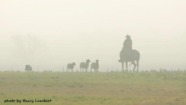 Fog setout